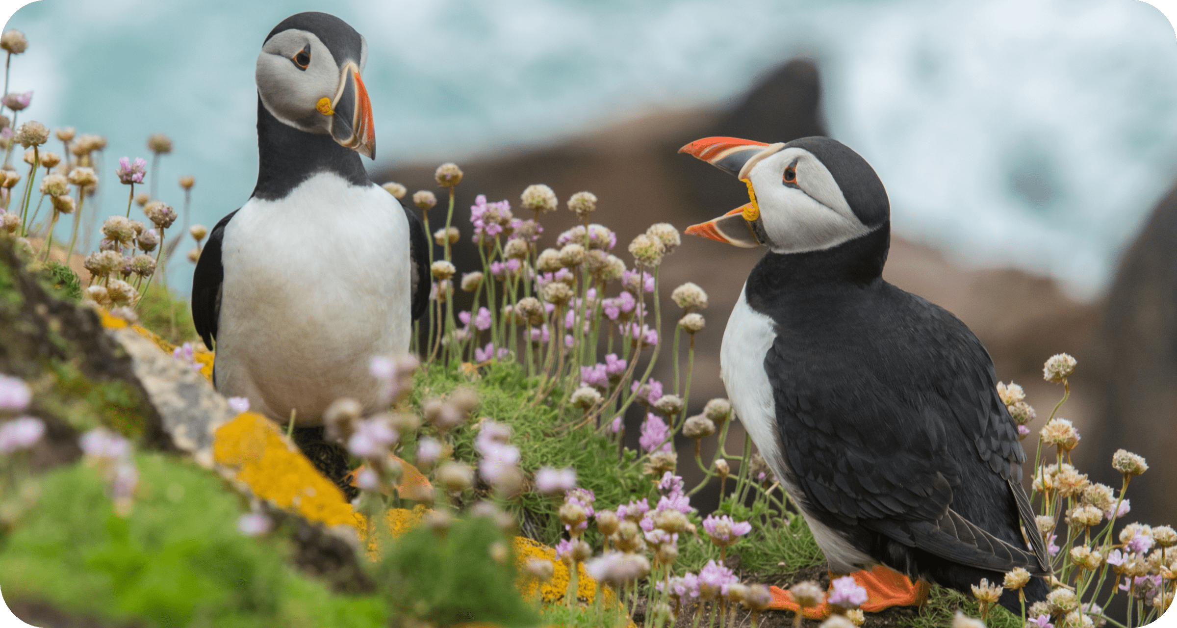 Two puffins on moss-covered rock