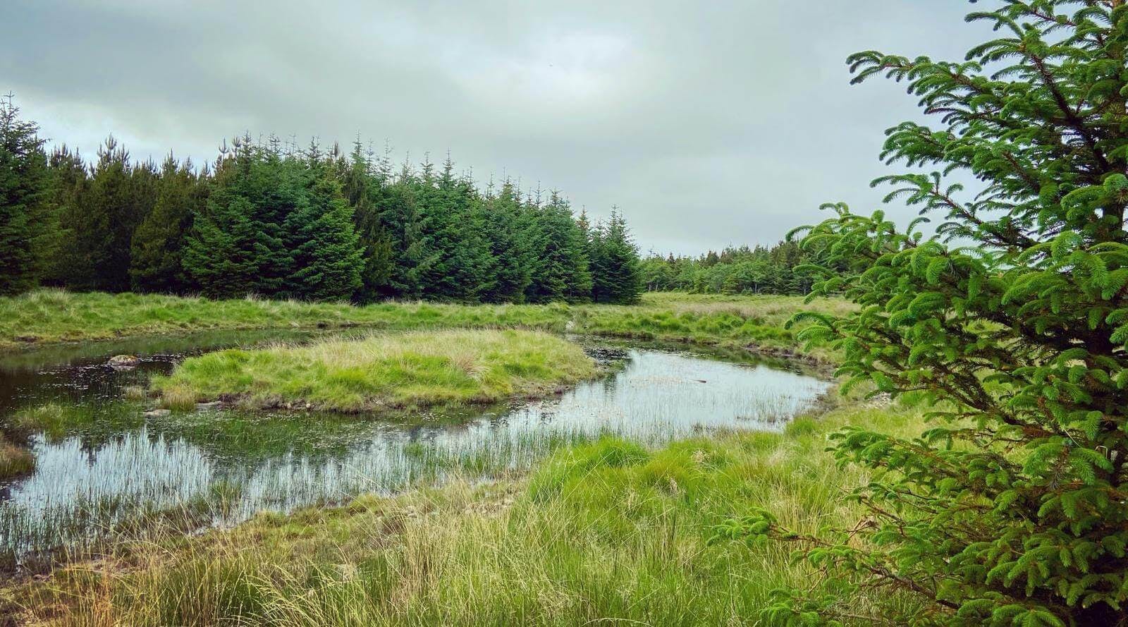 Ackron Mixed afforestation project in Scotland