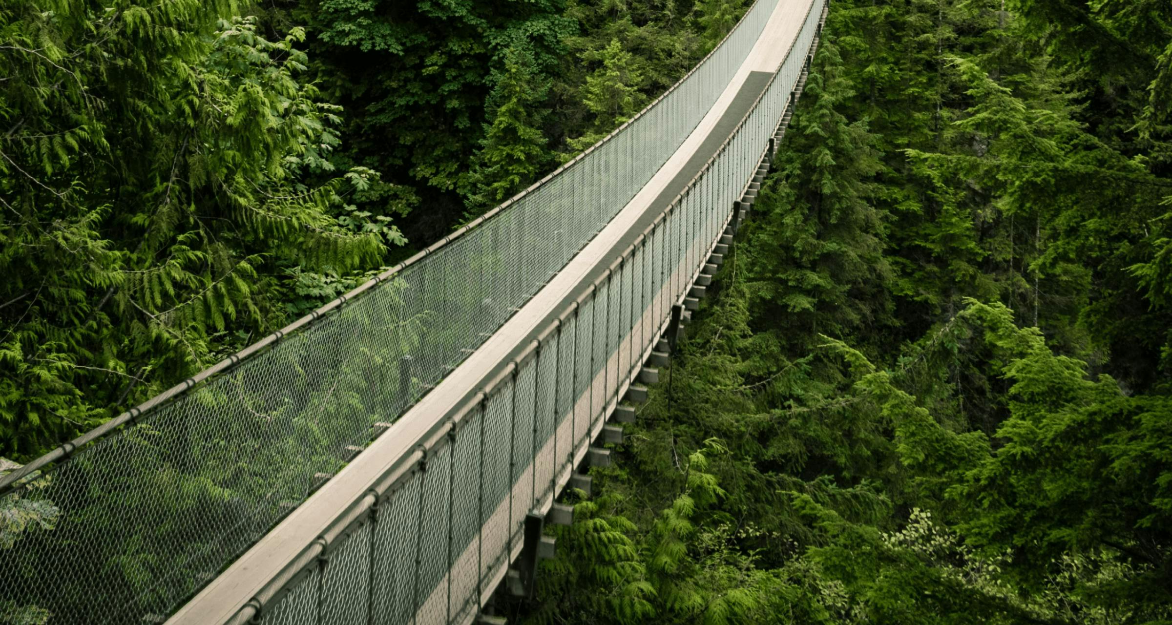 Bridge over forest