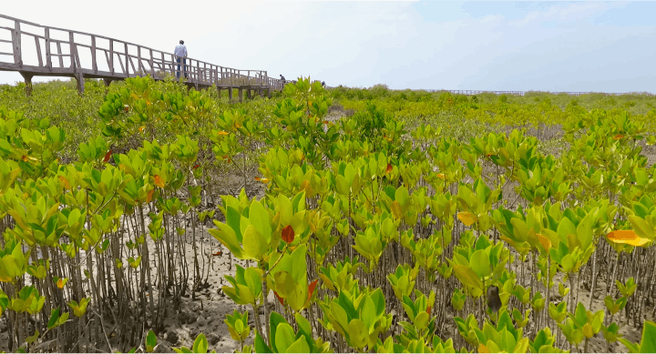 A mangrove nursery. Credit: Delta Blue Carbon