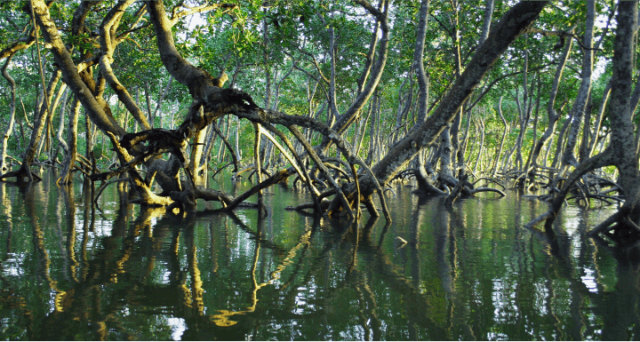 Trunks of mangrove trees shown growing in water