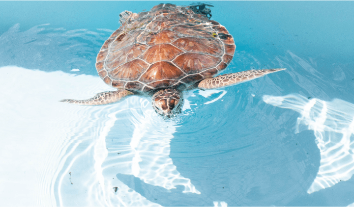 A loggerhead turtle, seen swimming