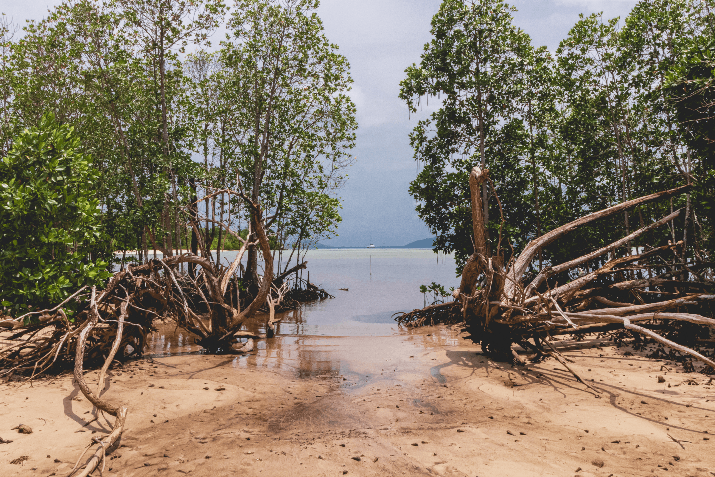 Photo showing the sediment and soil that mangrove forests grow on.