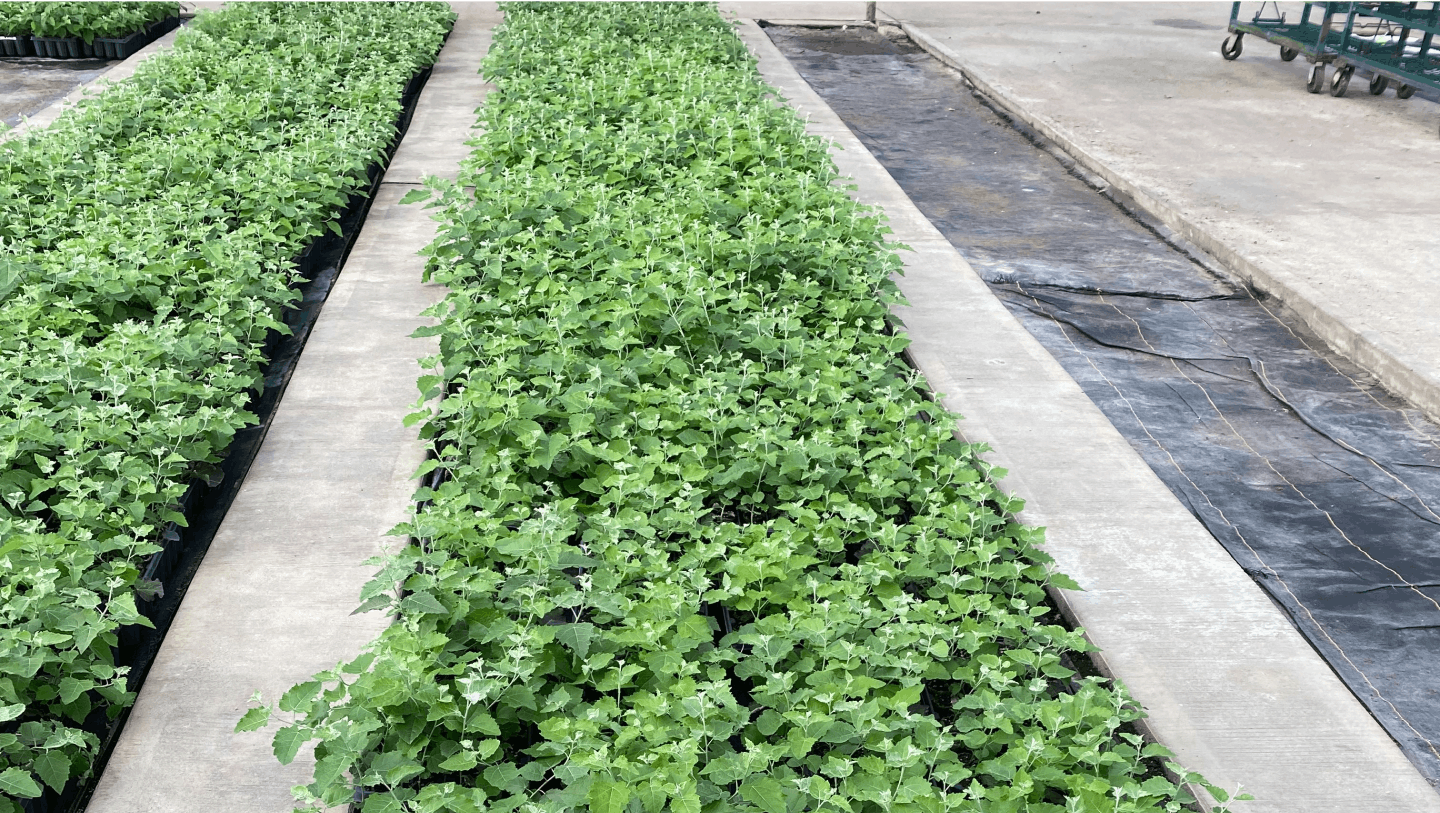 Rows of seedlings