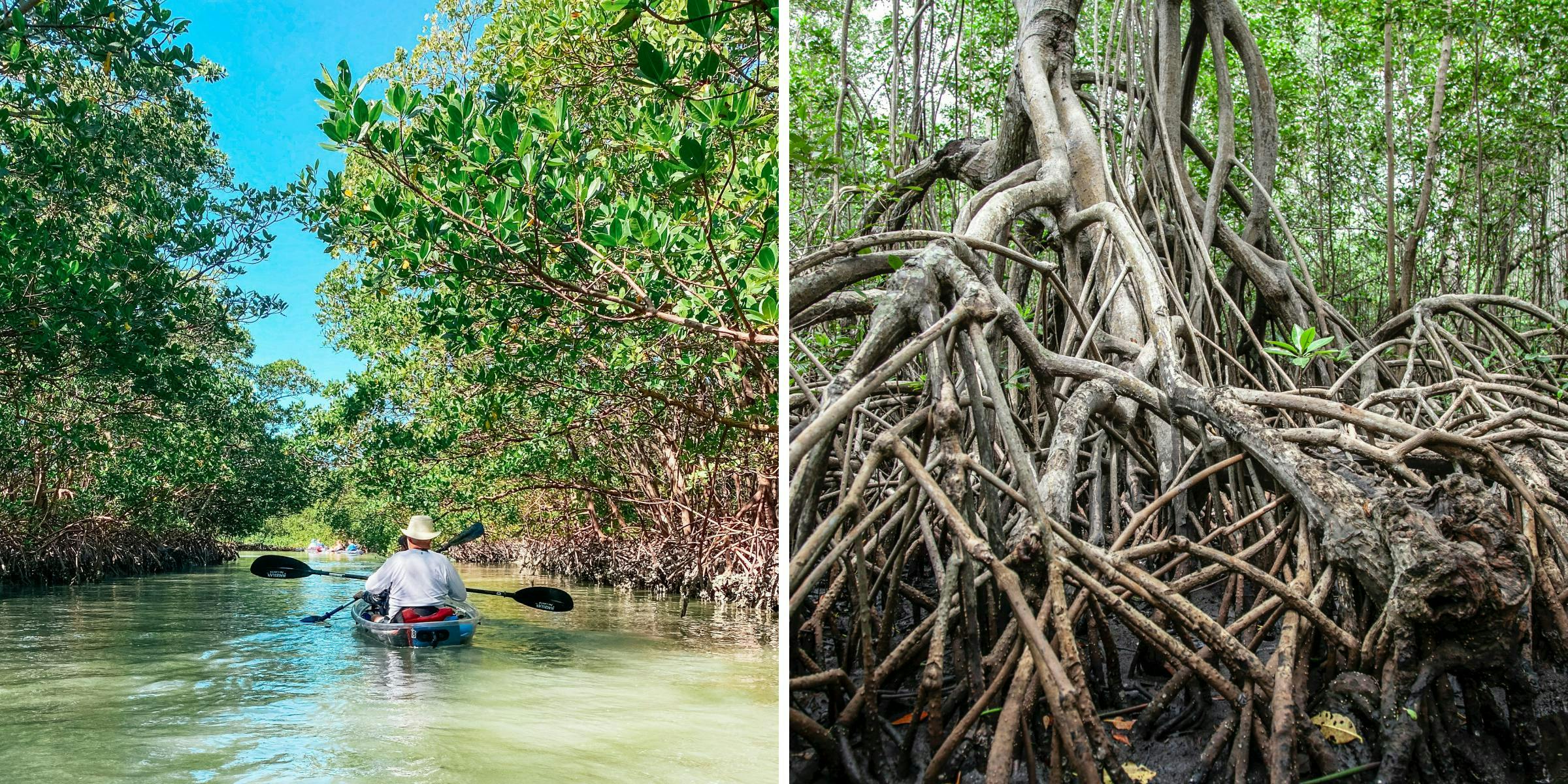 Photos showing a canoe travelling through a river with mangroves on either side; and a mangrove tree with twisted roots.