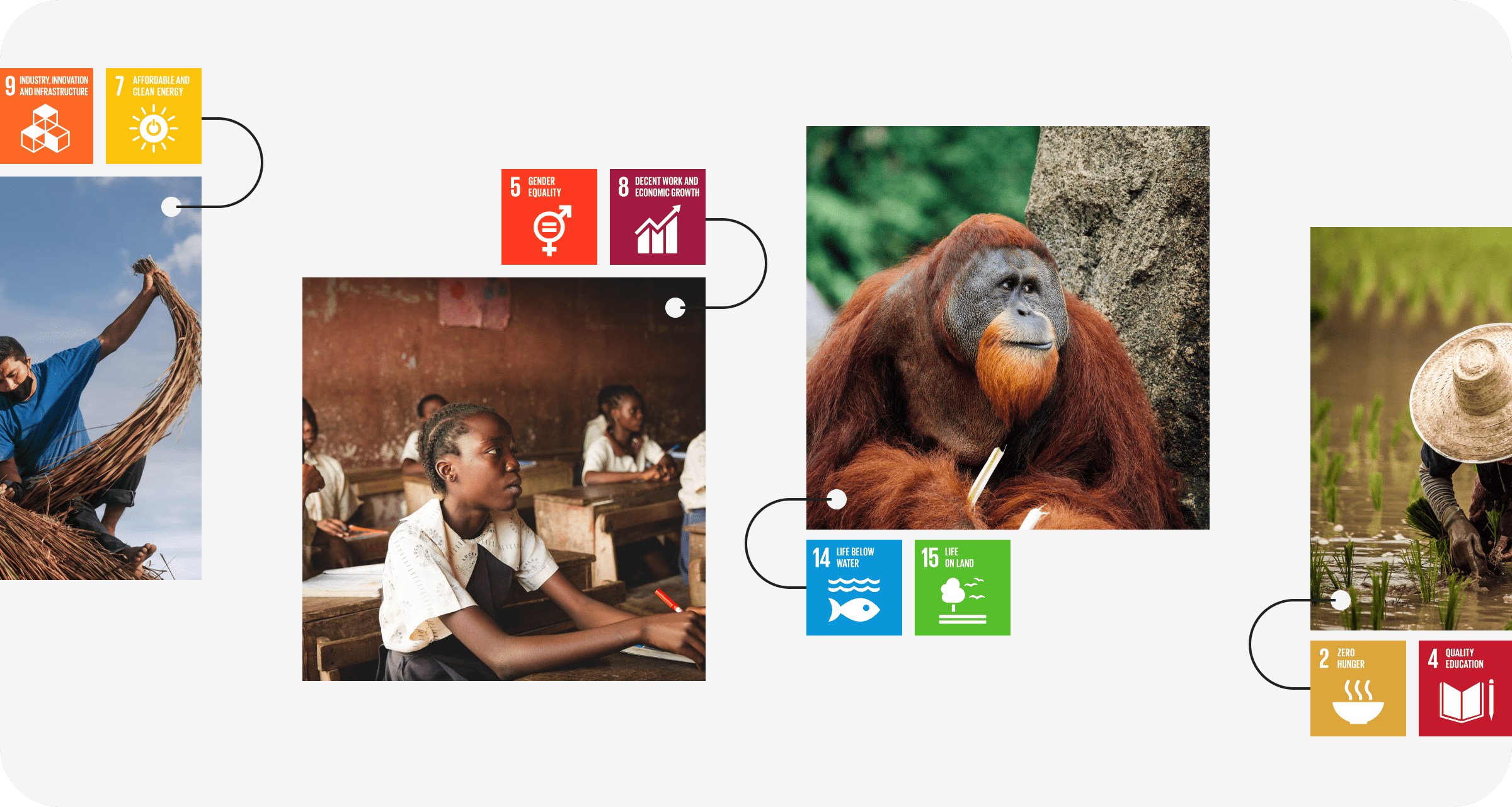 A photograph of African children in school and a photograph of a Bornean orangutan - showing different sustainable development goals