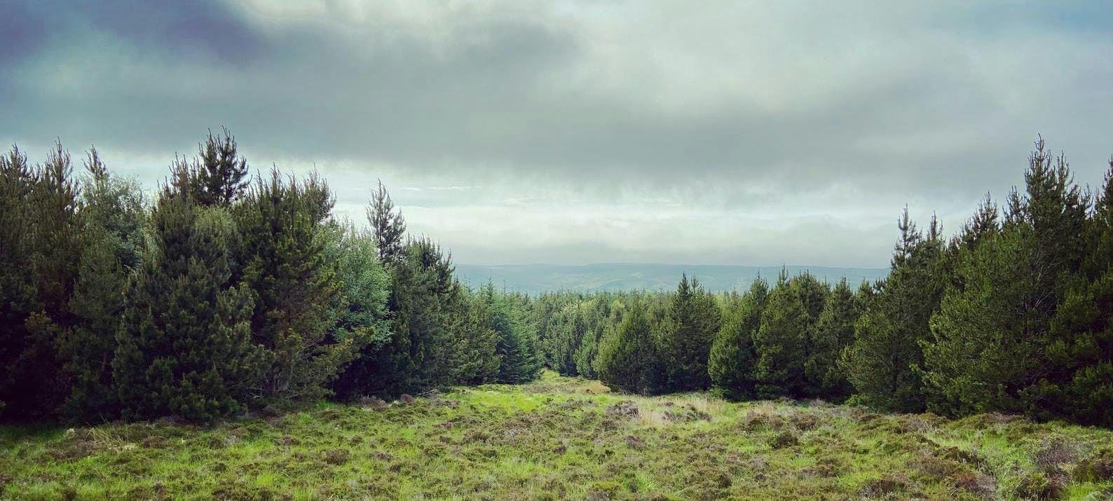 Ackron Mixed forest in Scotland