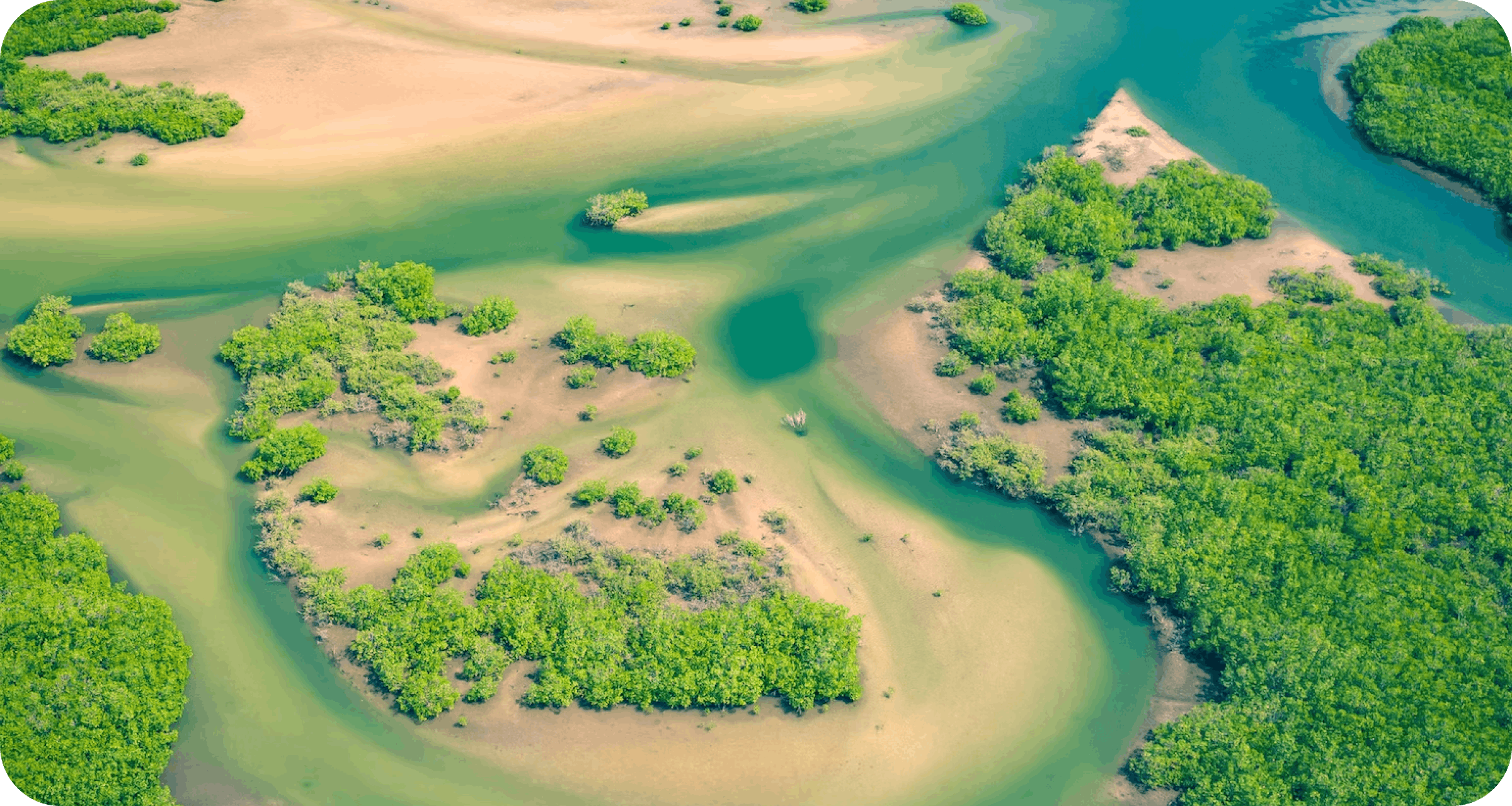 An aerial view of a wetland along the edge of a river, with mangroves. 