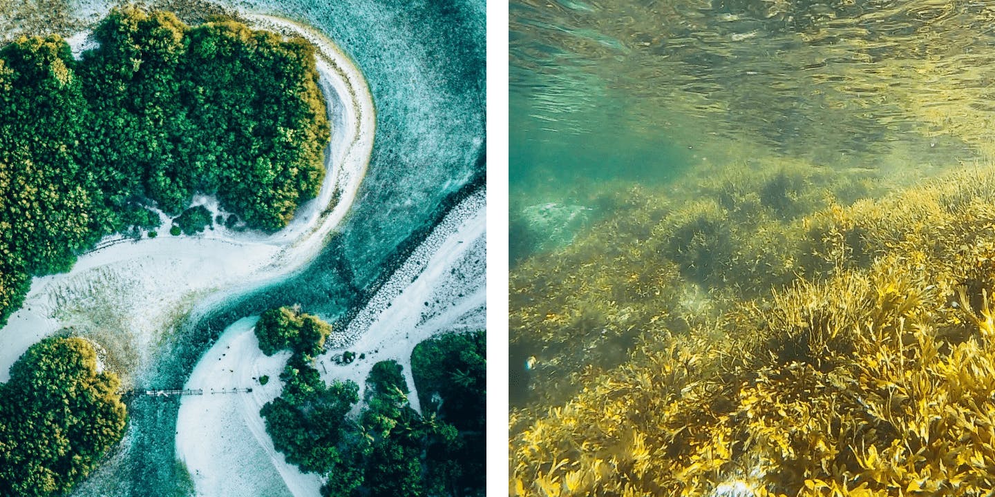 photo of a coastal mangrove forest; photo of seaweed in the sea